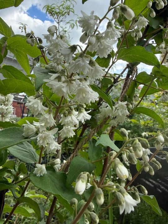 A inflorit Deutzia! — fotografia 4