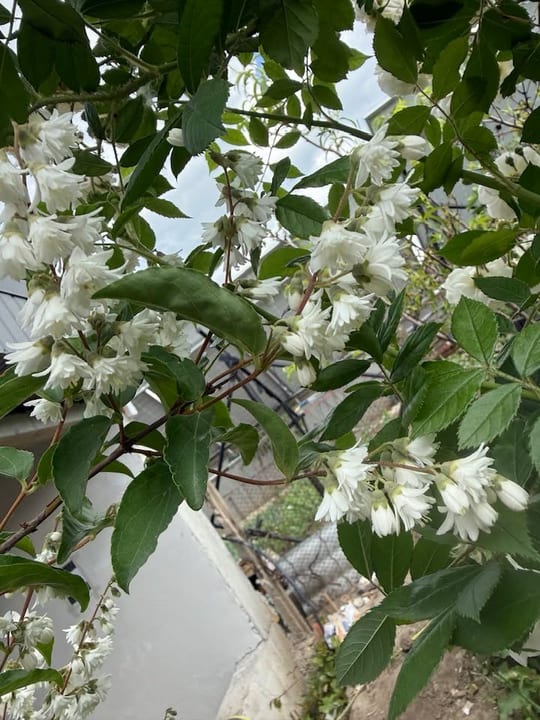 A inflorit Deutzia! — fotografia 5