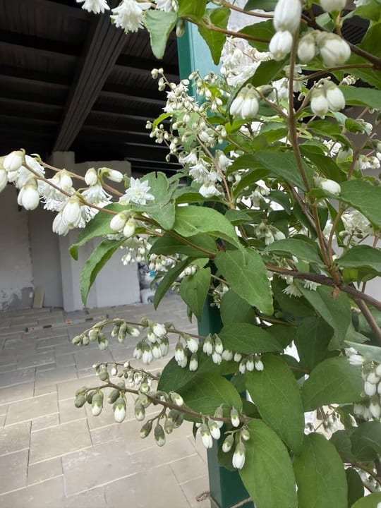 A inflorit Deutzia! — fotografia 6