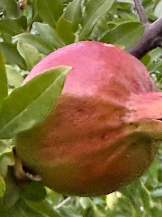 Au inceput rodiile sa se coaca! — fotografia 10