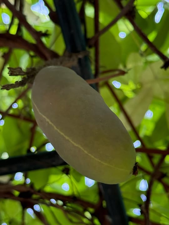 Au inceput sa se coaca fructele de vita de ciocolata!😁 — fotografia 9