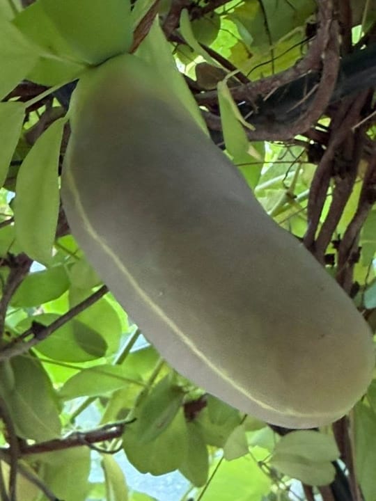 Au inceput sa se coaca fructele de vita de ciocolata!😁 — fotografia 11