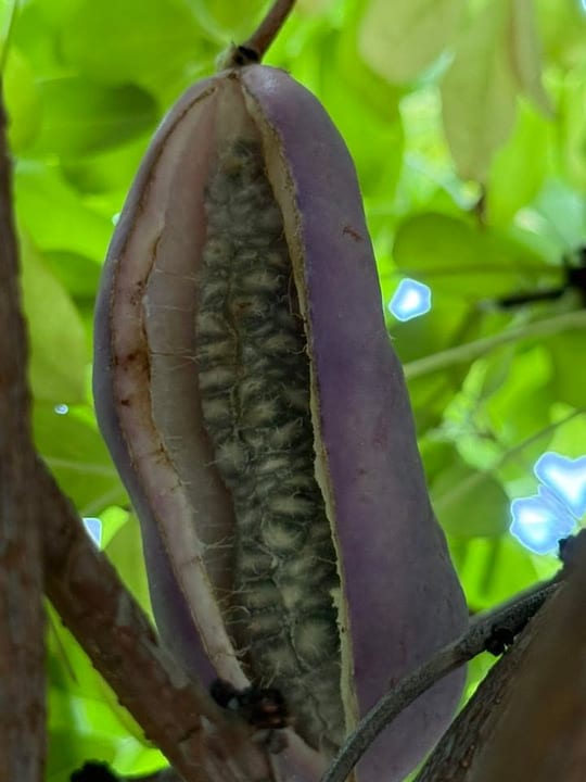 Au inceput sa se coaca fructele de vita de ciocolata!😁 — fotografia 12