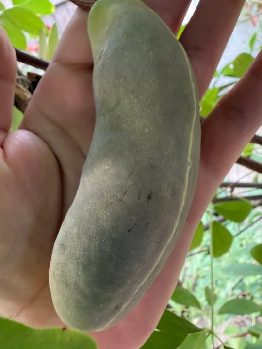 Au inceput sa se coaca fructele de vita de ciocolata!😁 — fotografia 14