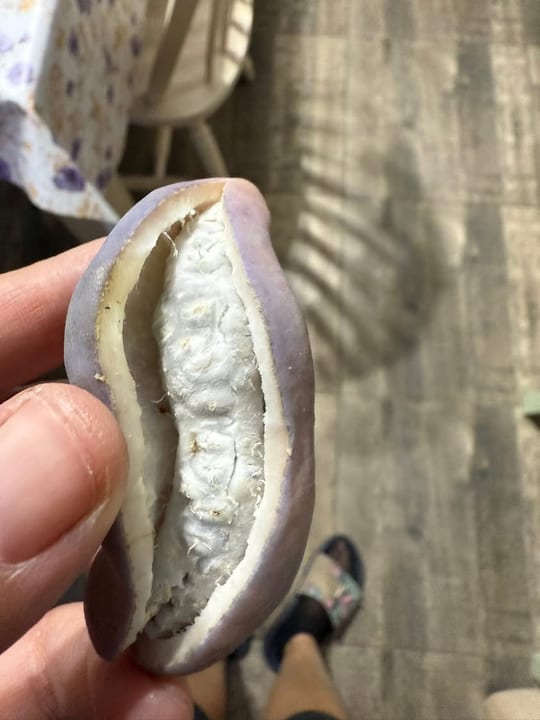 Au inceput sa se coaca fructele de vita de ciocolata!😁 — fotografia 17