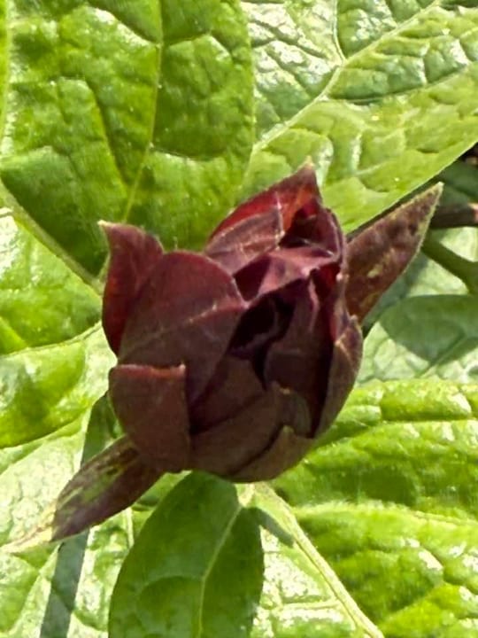 Calycanthus ‘Hartlage Wine’ este un arbust decorativ deosebit,… — fotografia 5