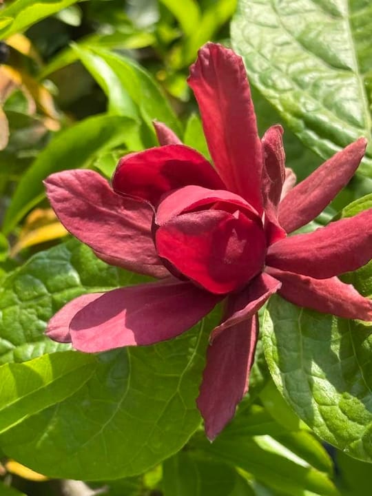Calycanthus ‘Hartlage Wine’ este un arbust decorativ deosebit,… — fotografia 8