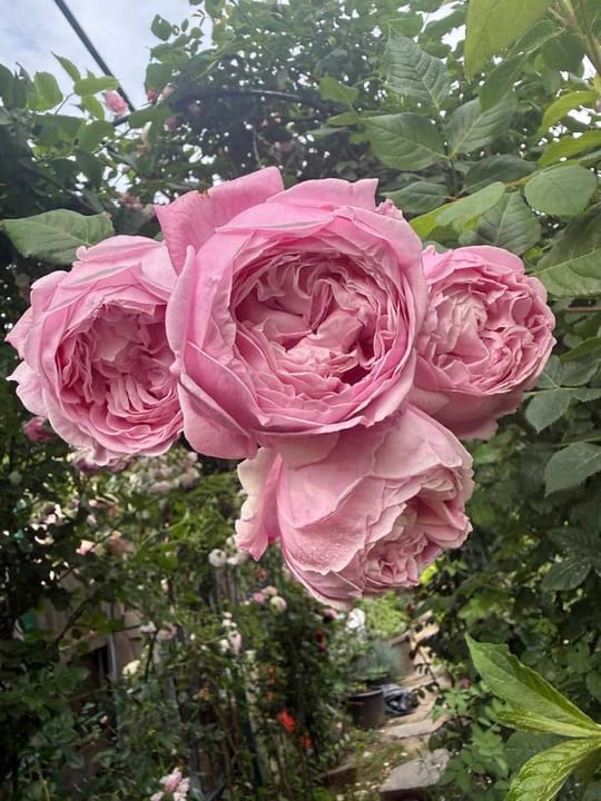 Deosebiti🌹! — fotografia 6