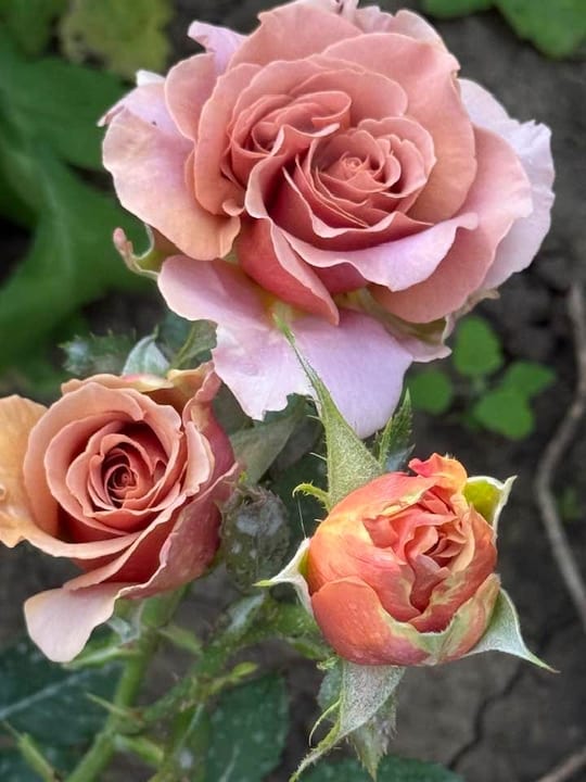 Deosebiti🌹! — fotografia 7