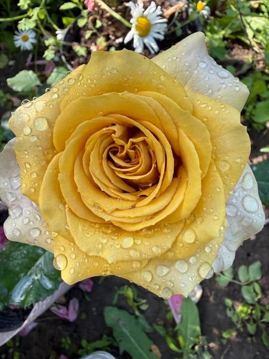 Deosebiti🌹! — fotografia 9