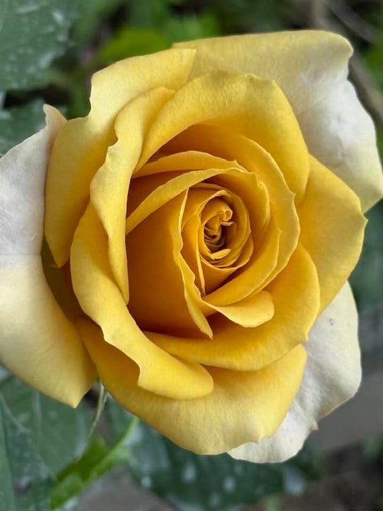 Deosebiti🌹! — fotografia 10
