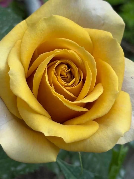 Deosebiti🌹! — fotografia 12