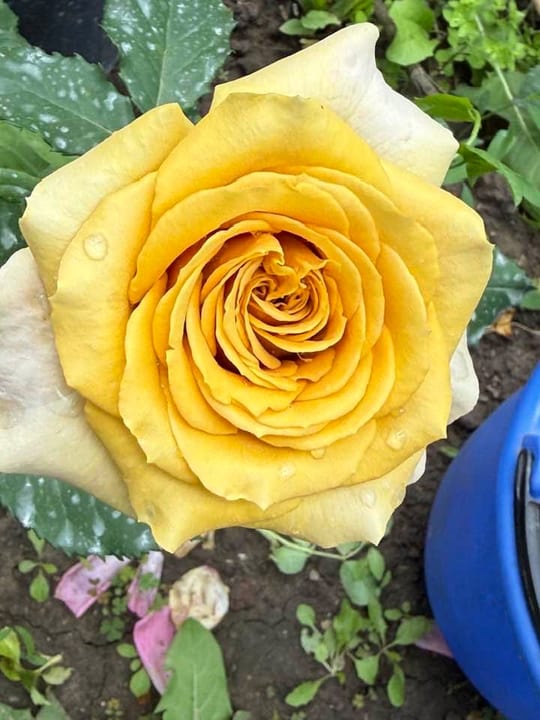 Deosebiti🌹! — fotografia 13