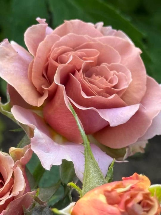 Deosebiti🌹! — fotografia 14