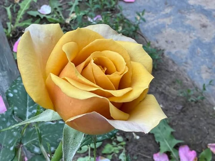 Deosebiti🌹! — fotografia 15