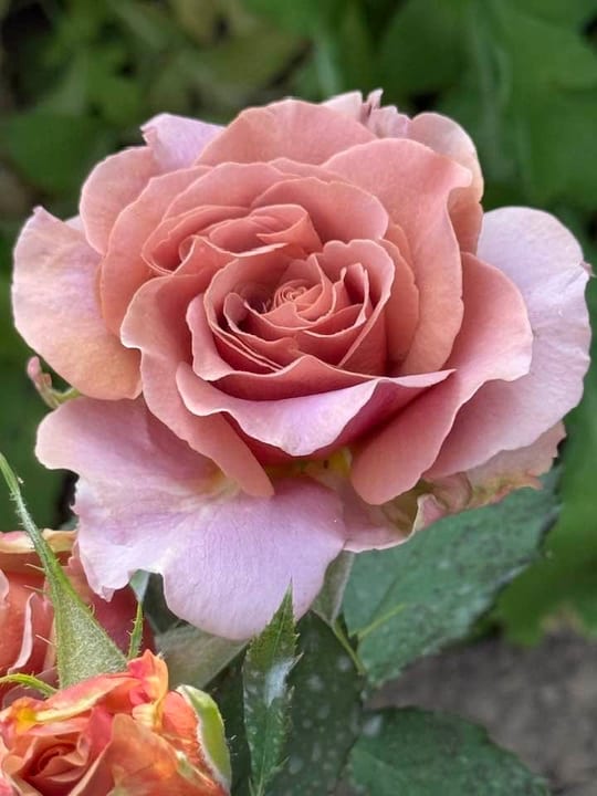 Deosebiti🌹! — fotografia 21
