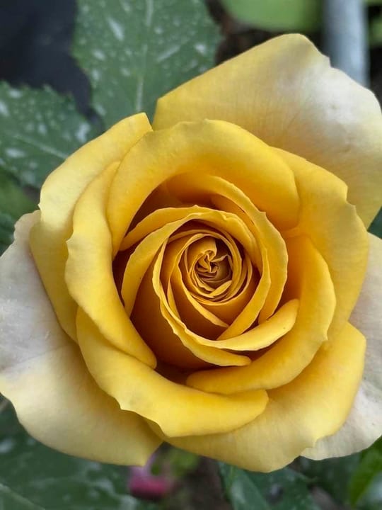 Deosebiti🌹! — fotografia 27