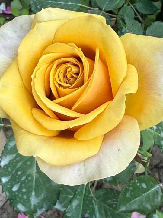 Deosebiti🌹! — fotografia 28