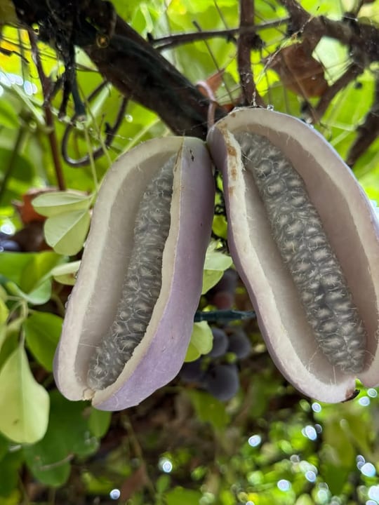 Fructe vita de ciocolata!
