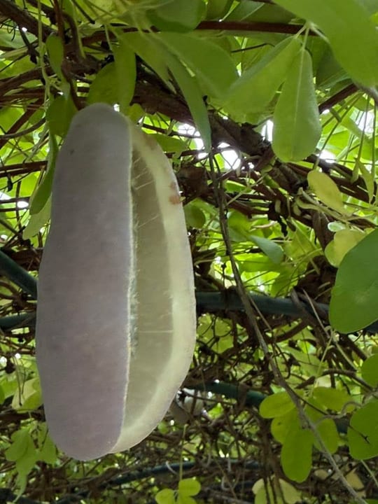 Fructe vita de ciocolata! — fotografia 4