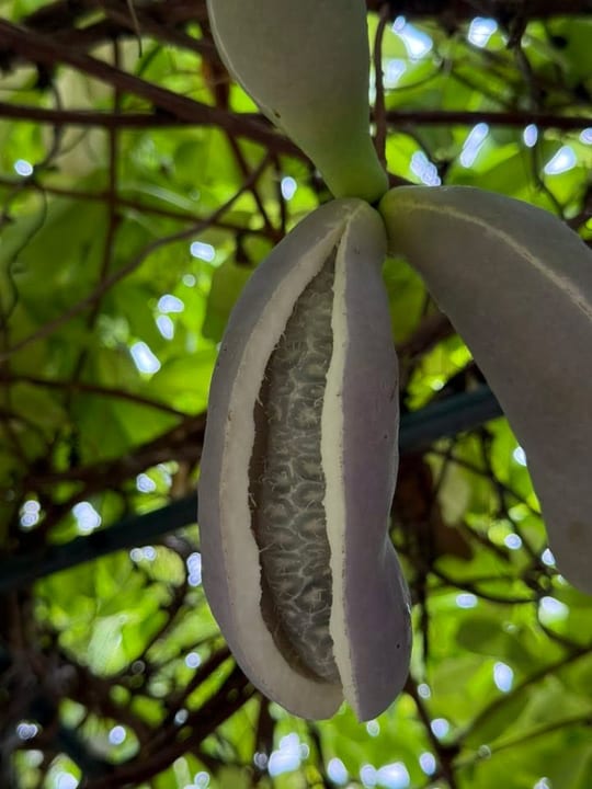 Fructe vita de ciocolata! — fotografia 5