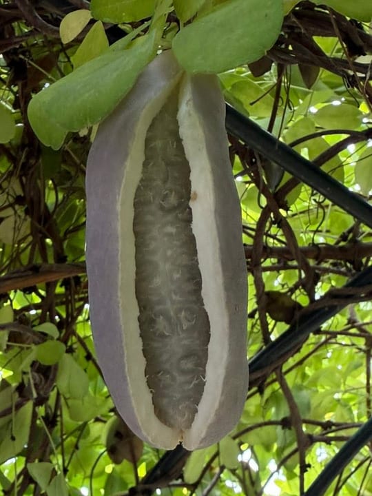 Fructe vita de ciocolata! — fotografia 7