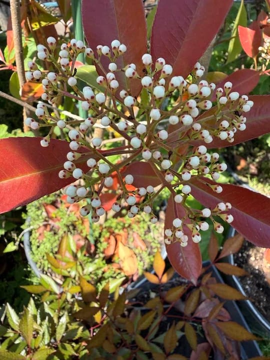 Photinia fraseri Red Robin este o specie de arbust ornamental…