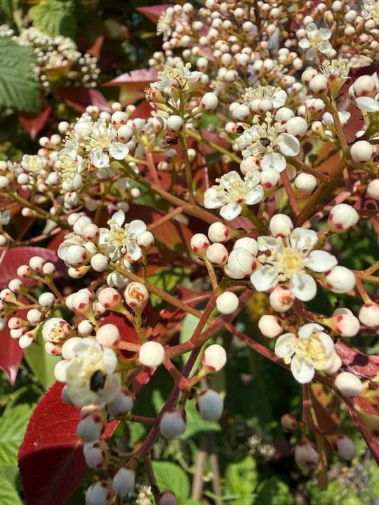 Photinia fraseri Red Robin este o specie de arbust ornamental… — fotografia 4