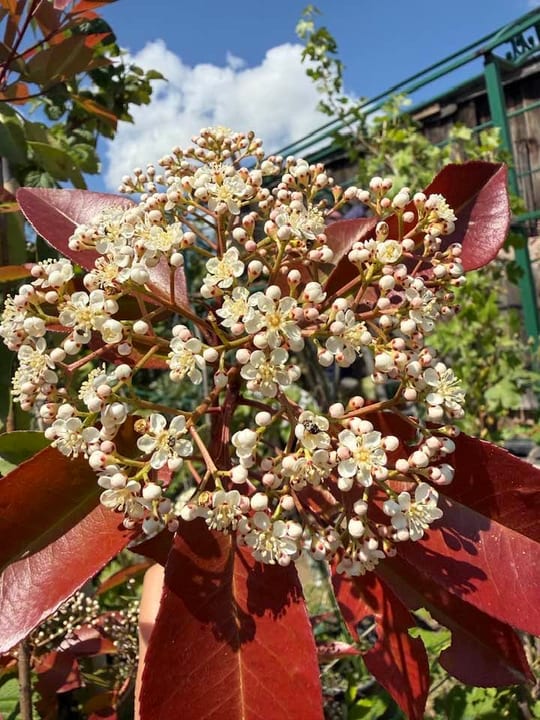 Photinia fraseri Red Robin este o specie de arbust ornamental… — fotografia 6