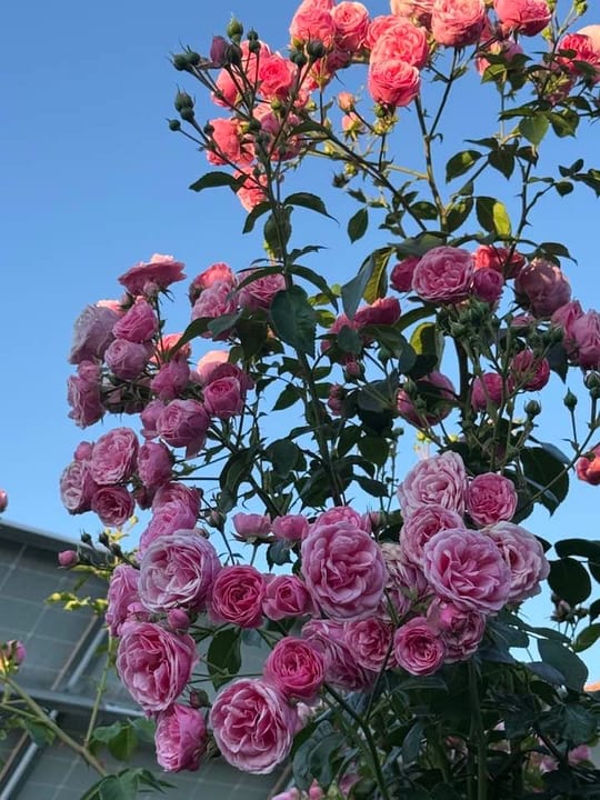 Pomponela! — fotografia 6